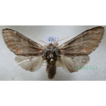 Notodonta dromedarius (Linnaeus, 1767) male Garbatka dromaderka Czech48j